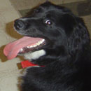 Lewie was adopted in April, 2008